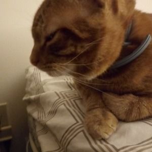 Meet your Posher, Molli